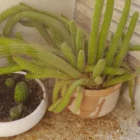 گلدان کاکتوس ۱۰ساله وچند گلدان اپارتمانی