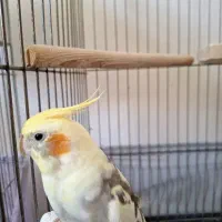 عروس هلندی