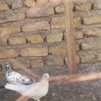 گم شده ها کبوتران|حیوانات|زنجان, |دیوار