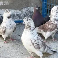 کبوتر پرشی