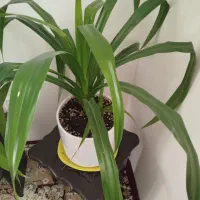 گل سرحال وزیبا.|گل و گیاه طبیعی|قزوین, |دیوار