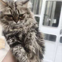 گربه پرشین نر|گربه|مراغه, |دیوار