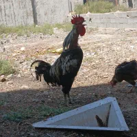 مرغو و خروس