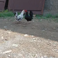 تخم نطفه دار گلین