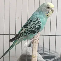 عشق|پرنده|فردیس, فرامرزیه|دیوار