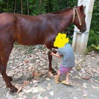 اسب هم باری و هم سواری