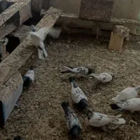 کبوتر گله ی