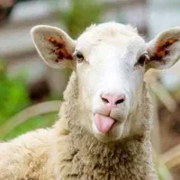 گوسفند چاق دارم