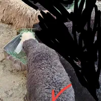 ۶راس بره نروماده.خیرآبادورامین