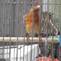 سهره قناری ابلغ ریزه خون|پرنده|تهران, تهرانپارس غربی|دیوار