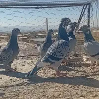 کفتر قره پولک