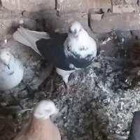 کفتر  یا کبوتر|پرنده|قرچک, مهدیه|دیوار