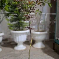 فروش دو عدد درخت  افرا،داخل گلدان و خاک