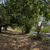 300متر باغ شهرک جابان