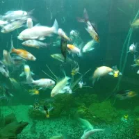 ماهی کوی ده سانتی باله بلند انواع نژاد|ماهی|کرمان, |دیوار