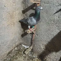 مگسی نرقلدور