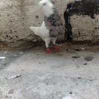 گم شده
