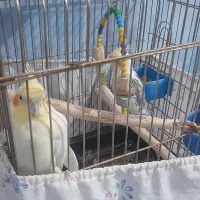 ۲تا عروس هلندی سخنگو|پرنده|تهران, قصر فیروزه ۲|دیوار