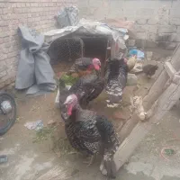 بوقلمون|حیوانات مزرعه|نقده, |دیوار