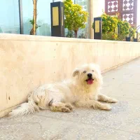 سگ نر