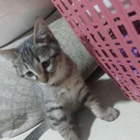 بچه گربه قیمت ۸۰۰ هزار تومان