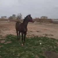 کره اسب