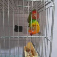 طوطی برزیلی کبوتر سهره قناری عروس هلندی مرغ عشق|پرنده|محمدشهر, کوی بهار|دیوار