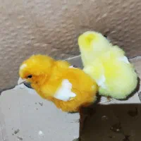 حیوانات مزرعه