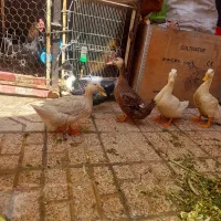 اردک تخمگذار