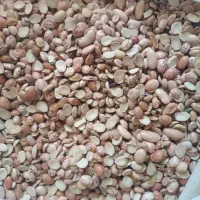 لوبیاچیتی لپه تمیز