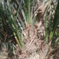 جنگفروشی|گل و گیاه طبیعی|فهرج, |دیوار