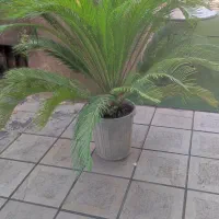 گل و فلاور باکس مناسب فضای کافه