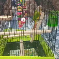 قیمت‌۵میلیون‌تومان‌|پرنده|تهران, جیحون|دیوار