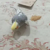 عروس هلندی گمشده|حیوانات|کرمانشاه, |دیوار