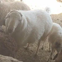 قوچ سرک دار|حیوانات مزرعه|بادرود, |دیوار