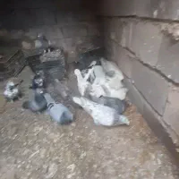 کبوتر جفتگاه وپرشی مال شیروان اوردام