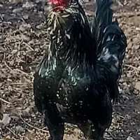 تخم مرغ گلین خال سوزنی