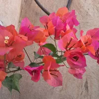 فروش گل و گیاه با تخفیف