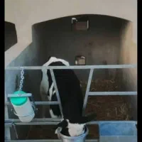 کارگر گاوداری