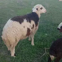 بره قوچ بروجردی