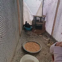 قفس|لوازم جانبی حیوانات|ایذه, |دیوار