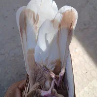 دمسفید ملقی|پرنده|رفسنجان, |دیوار