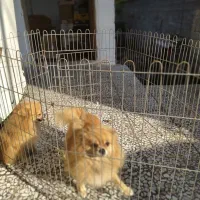 پامرانین ماده دو قلاده|سگ|محمودآباد, |دیوار