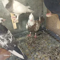 تعدادی کبوتر بلندپرواز وسیاه و