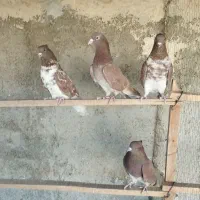 کبوتر|پرنده|شهر ری, شهید بهشتی|دیوار