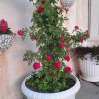 انجام کلیه خدمات باغبانی وسم پاشی|خدمات باغبانی و درختکاری|مشهد, کوشش|دیوار