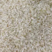 برنج چمپا لوداب درجه۱