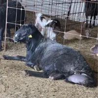 قوچ و بره قوچ هموزیگوت ژن چند قلو زا