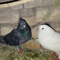 کبوتر|پرنده|سرخنکلاته, |دیوار