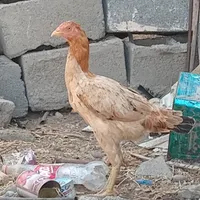خروس سالم ذات دار  و ماده مزغ  رودان|حیوانات مزرعه|بندرعباس, |دیوار